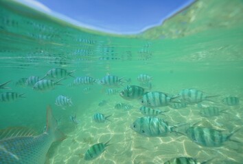 Tropical fish underwater Okinawa in Japan