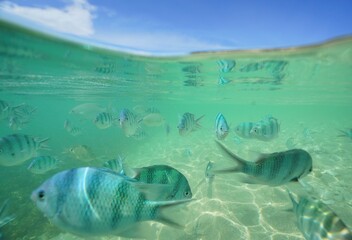 Tropical fish underwater Okinawa in Japan