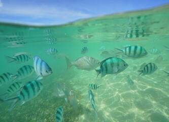 Tropical fish underwater Okinawa in Japan