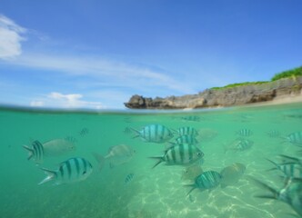 Tropical fish underwater Okinawa in Japan