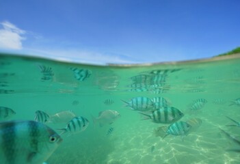 Tropical fish underwater Okinawa in Japan