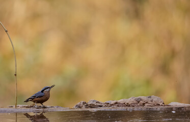 Chestnut-bellied nuthatch (Sitta cinnamoventris) bird with food on beak near water body in the forest. 