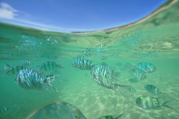Tropical fish underwater Okinawa in Japan