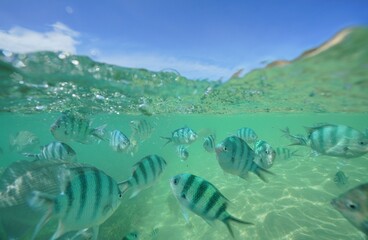 Tropical fish underwater Okinawa in Japan