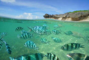 Tropical fish underwater Okinawa in Japan