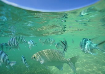Tropical fish underwater Okinawa in Japan