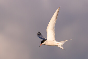Common Tern