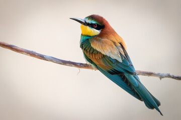 European Bee-Eater