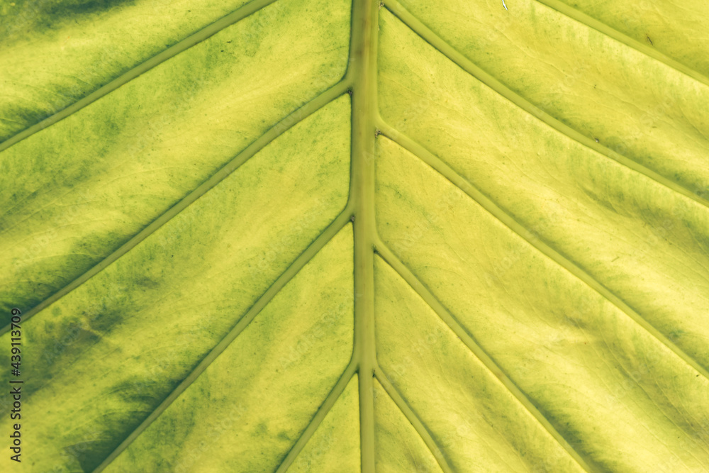 Poster close up beautiful green yellow leaf background texture. macro photography view..