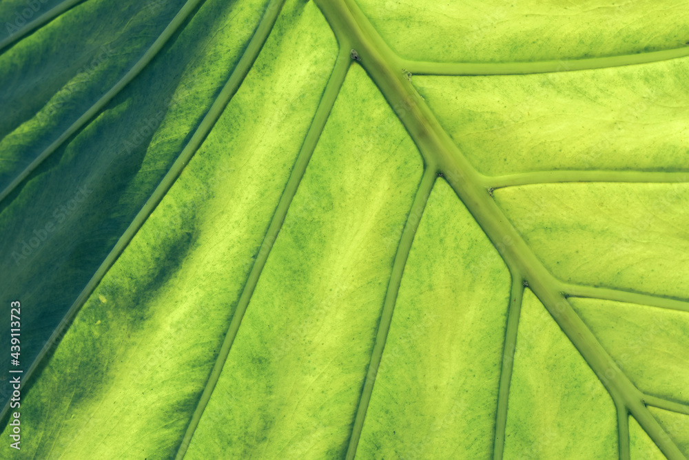 Poster close up beautiful green yellow leaf background texture. macro photography view..