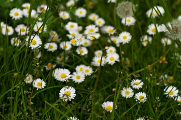 meadow of white daisies against the backdrop of green grass in the midday sun