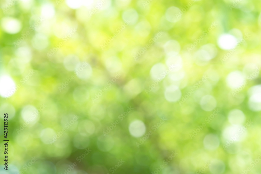 Wall mural bokeh blur tree nature background with sunlight on summer. spring season.