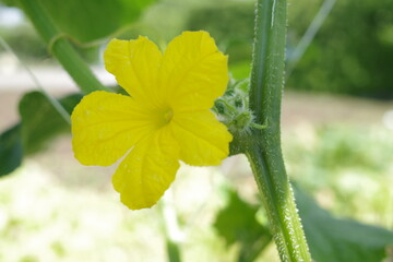 キュウリの花