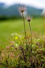 beautiful wild flower, the pulsatilla vulgaris in summer on the mountains