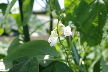 豆の花　beans flower