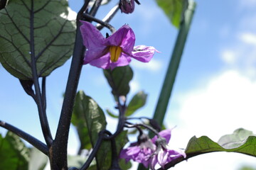 ナスの花