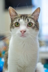 The cat looks into the frame. Mustard or yellow cat eyes. Cat ears. Gorgeous cat whiskers. White wool. Snow-white breast of a cat. The cat is ordinary. The cat is beautiful.