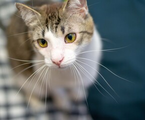 The cat looks into the frame. Mustard or yellow cat eyes. Cat ears. Gorgeous cat whiskers. White wool. Snow-white breast of a cat. The cat is ordinary. The cat is beautiful.