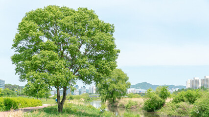 대구 갑천 나무