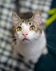 The cat looks into the frame. Mustard or yellow cat eyes. Cat ears. Gorgeous cat whiskers. White wool. Snow-white breast of a cat. The cat is ordinary. The cat is beautiful.