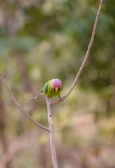 Plum-headed parakeet (Psittacula cyanocephala) in the forest of Uttarakhand.
