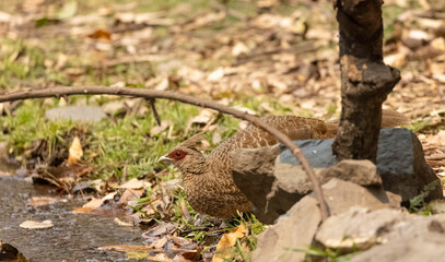 Portrait of Kalij Pheasant (Lophura leucomelanos) bird in the forest.