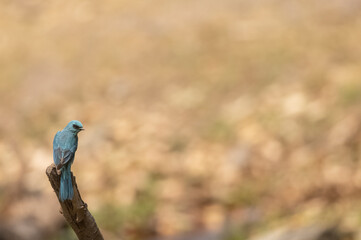 Verditer Flycatcher (Eumyias thalassinus) bird perched near water body.