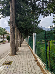 Alley without people with conifers in Kemer, Turkey. Tall coniferous trees stand in a row along the road against the backdrop of high mountains with clouds.