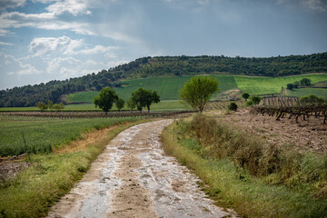 Fototapeta na wymiar paisaje de primavera con el campo y flores en la España central en primavera