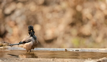 Black-headed jay (Garrulus lanceolatus) bird perched near water body in the forest of Sattal.