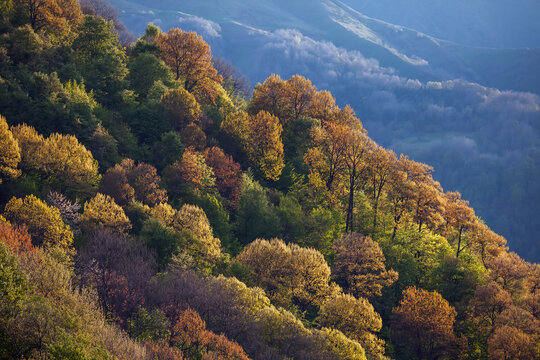Spring trees like autumn trees. Colorful spring in mountains