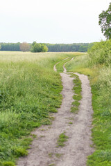 Fototapeta na wymiar path in the field