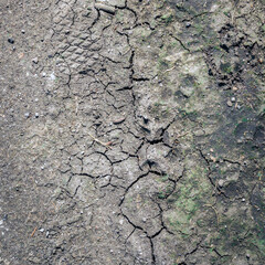 Crack soil on dry season