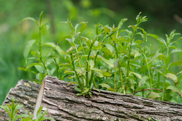 Cut firewood logs with newly grown fresh sprouts