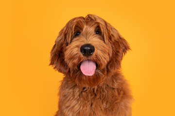 Head shot of handsome male Cobberdog aka labradoodle, sitting up facing front. Looking towards camera with friendly face and tongue out. Isolated on orange yellow background.