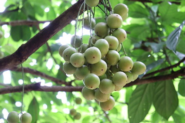 Tasty Baccaurea motleyana on Tree