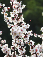 花道の交錯