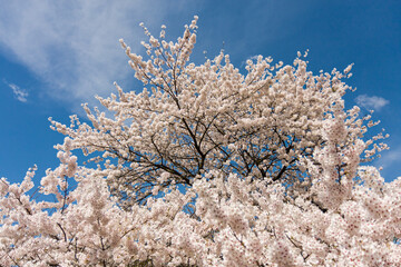 Beautiful full bloom sakura tree (cherry blossom) in Japan