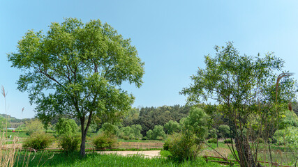 서천 국립생태원 나무