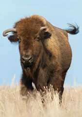 Wild bison running closeup.