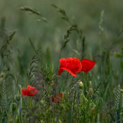 Fototapeta premium red poppy in the field