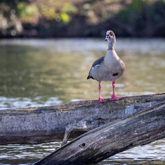egyptian goose on the shore