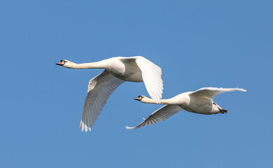 Fototapeta na wymiar swans in flight
