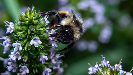 Bumblebees that feed on nectar