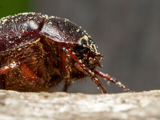 Common chafer