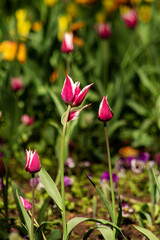 garden tulip flowers in early spring in a flower bed