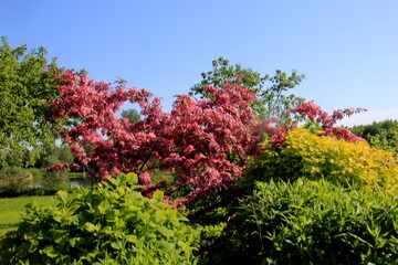 Obraz premium Decorative apple in a full bloom in a farm garden. Apple tree with pink flowers 