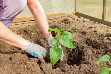 A woman is planting young seedlings of bell pepper in the garden. Horticulture and agriculture concept.
