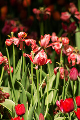 garden tulip flowers in early spring in a flower bed