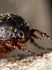 Common chafer